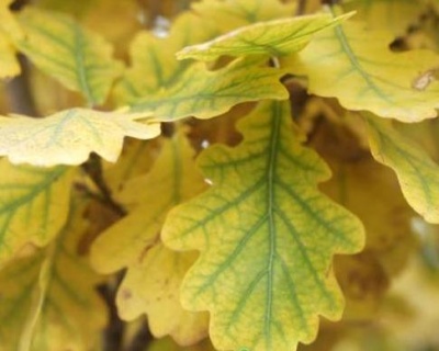 Дуб черешчатый "Фастигиата"