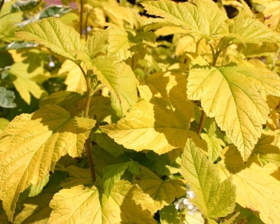 Пузыреплодник "Дартс Голд" (Dart’s Gold)