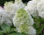 Гортензия метельчатая "Полярный Медведь" (Polar bear)