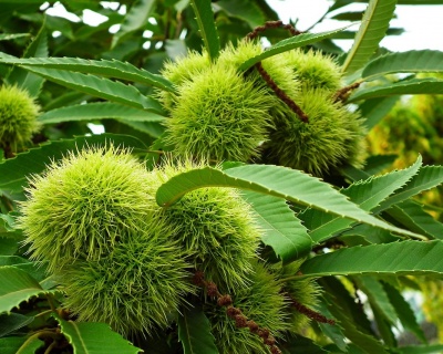 Каштан съедобный