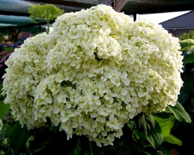 Гортензия древовидная "Баунти"(Вounty)
