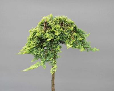 Можжевельник горизонтальный "Голден Карпет" (штамбовая форма)