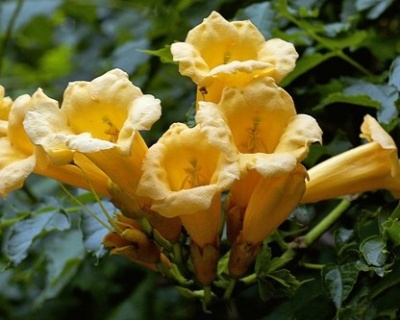 Кампсис Флава (P-9)