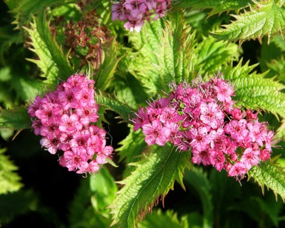 Спирея японская "Криспа"