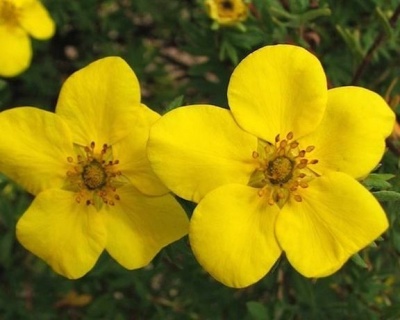 Лапчатка "Голдстар" (Goldstar)