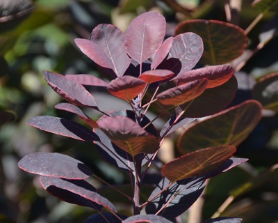 Скумпия "Вельвет Клок" (Velvet Cloak)