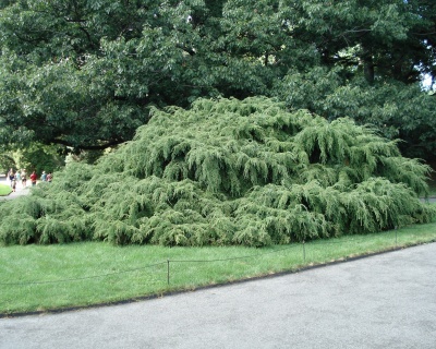 Тсуга канадская "Пендула"