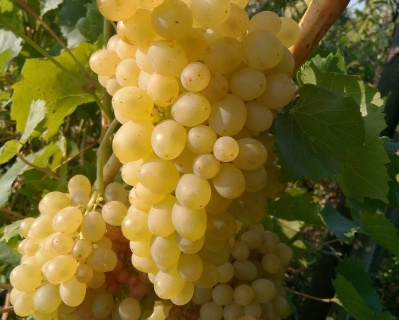 Виноград "КишМиш 342"