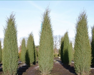 Можжевельник обыкновенный "Хиберника"