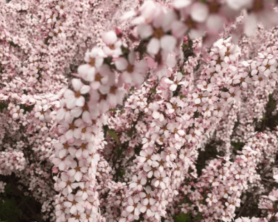 Спирея тунберга "Фуджино пинк"