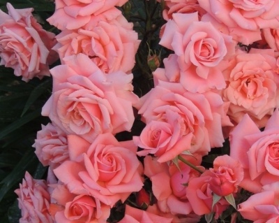 Роза Чайно-Гибридная «Дезире» 