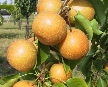 Китайская груша  (гибрид яблока и груши) "Косу"