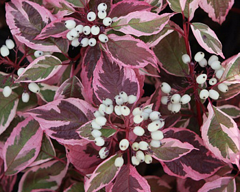 Дерен белый "Сибирика" (Sibirica)