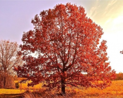 Дуб красный