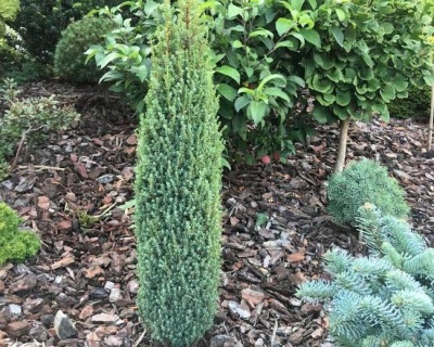 Можжевельник обыкновенный "Арнольд"