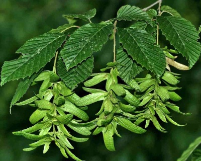 Граб обыкновенный