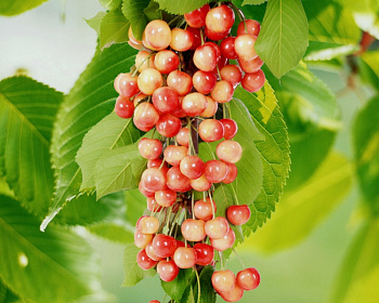 Черешня колоновидная "Сэм"