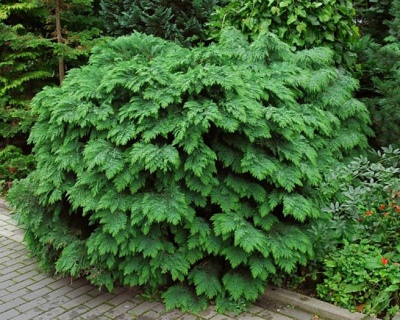 Кипарисовик Лавсона "Глобоса"