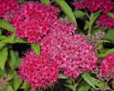 Спирея японская "Антони Ватерер"