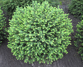 Ель сербская "Карел"