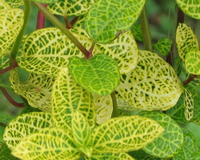 Жимолость японская "Ауреоретикулата" (P-9)