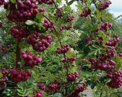 Рябина Сладкоплодная "Бурка"