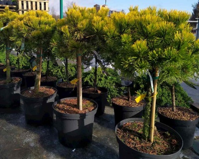 Сосна горная "Офир" (штамбовая форма)