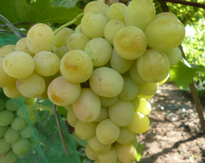 Виноград "Талисман"