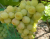 Виноград "Талисман"