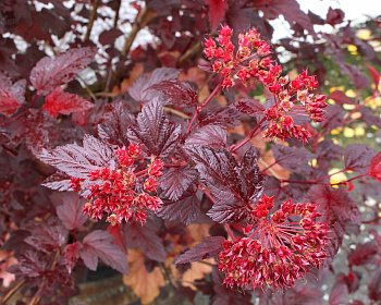 Пузыреплодник "Диабло Д’Ор" (Diable D’Or)