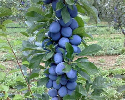 Слива колоновидная «Командор»