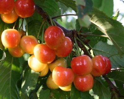 Черешня "Наслаждение"