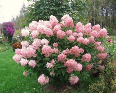 Гортензия метельчатая "Фантом" (Phantom)