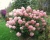 Гортензия метельчатая "Фантом" (Phantom)