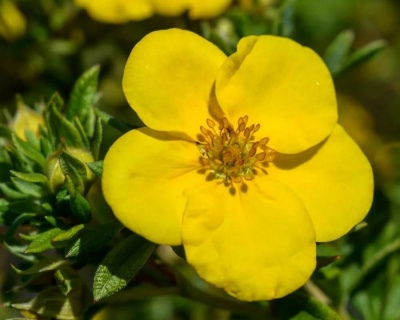 Лапчатка "Голдфингер" (Goldfinger)