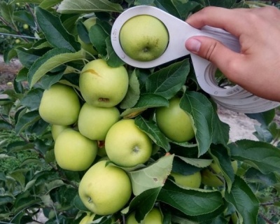 Яблоня колоновидная "Малюха"