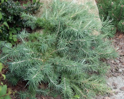 Лиственница японская "Блю Болл"