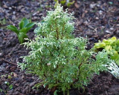 Кипарисовик Горохоплодный "Сноу"