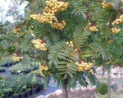 Рябина шведская "Джозеф Рок"