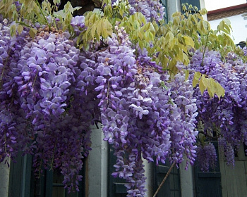 Глициния обильноцветущая "Пролифик"