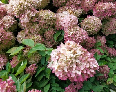 Гортензия метельчатая "Жемчужина фестиваля" (Perle de Festival)