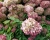 Гортензия метельчатая "Жемчужина фестиваля" (Perle de Festival)