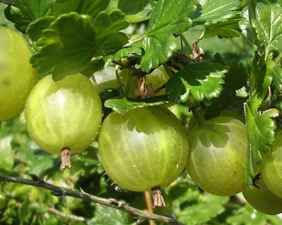 Крыжовник "Белый Триумф"