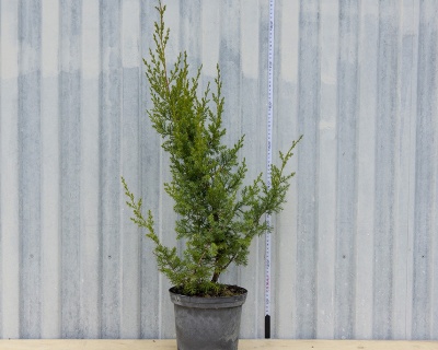 Можжевельник Китайский "Обелиск"