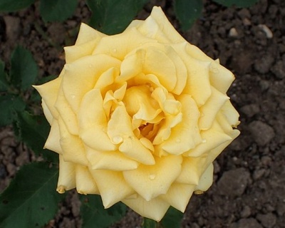 Роза Флорибунда «Беллона»