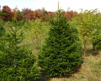 Ель обыкновенная "Вилс Цверг"