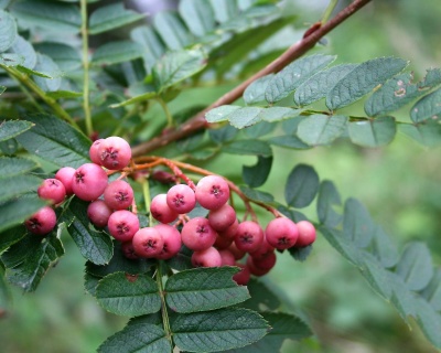 Рябина сладкоплодная "Пинк"