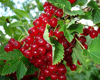 Смородина "Версальская"