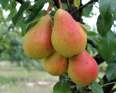 Груша колоновидная "Сапфира"