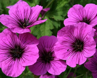 Герань "Энн Фолкард"